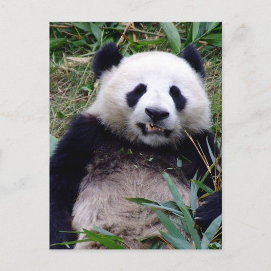 Panda Beer Grinning, Dieren, China Briefkaart (Voorkant)