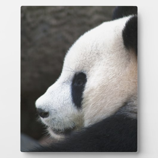 Panda Beer Hugs Fotoplaat (Voorkant)