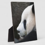 Panda Beer Hugs Fotoplaat (Zijkant)