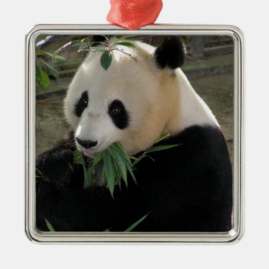 Panda Beer Hugs Metalen Ornament (Voorkant)
