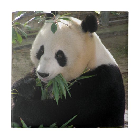 Panda Beer Hugs Tegeltje (Voorkant)
