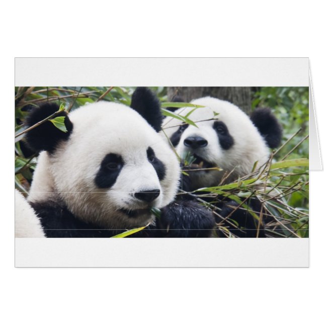 Panda Beer Knuffels (Voorkant Horizontaal)