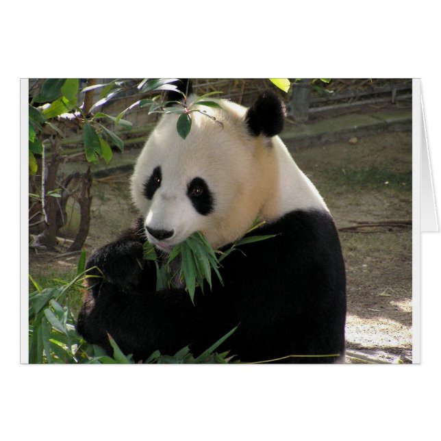 Panda Beer Knuffels (Voorkant Horizontaal)