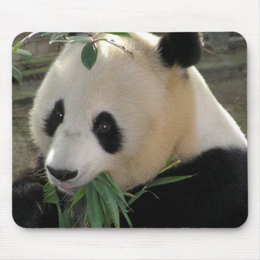 Panda Beer Knuffels Muismat (Voorkant)