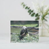 Panda Beer Memphis Zoo Briefkaart (Staand voorkant)
