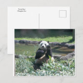 Panda Beer Memphis Zoo Briefkaart (Voorkant / Achterkant)