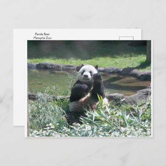 Panda Beer Memphis Zoo Briefkaart (Voorkant / Achterkant)