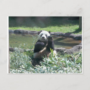 Panda Beer Memphis Zoo Briefkaart