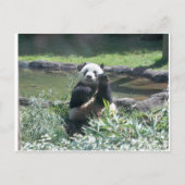 Panda Beer Memphis Zoo Briefkaart (Voorkant)