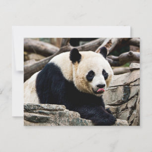 Panda Beer op de klippen Briefkaart