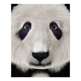 Panda Beer Perfect Poster
