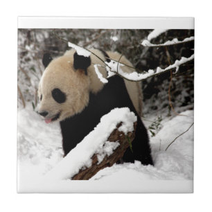 Panda Beer Tegeltje
