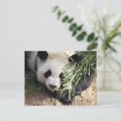 Panda Beer @ Zoo Atlanta Briefkaart (Staand voorkant)