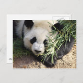 Panda Beer @ Zoo Atlanta Briefkaart (Voorkant / Achterkant)