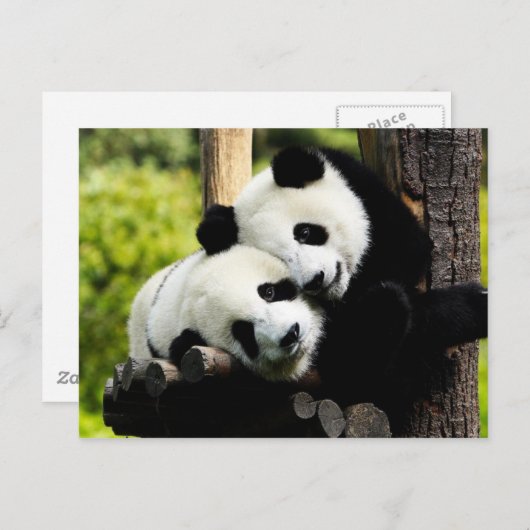 Panda Beren Briefkaart (Voorkant / Achterkant)