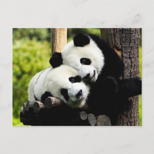Panda Beren Briefkaart (Voorkant)