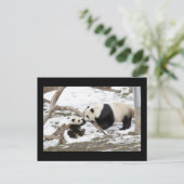 Panda Beren Briefkaart (Staand voorkant)