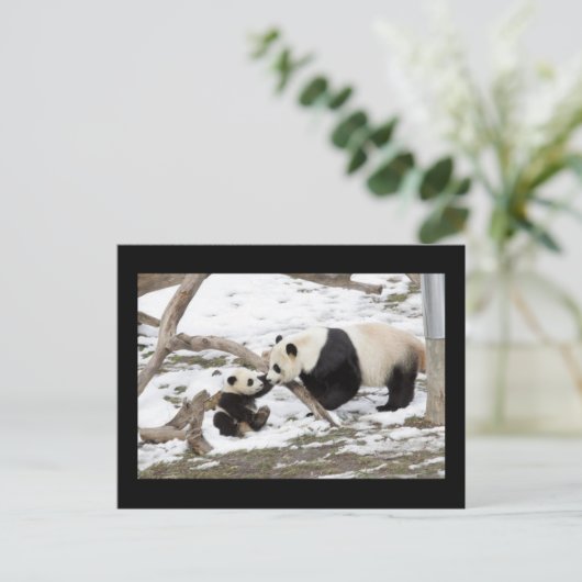 Panda Beren Briefkaart (Staand voorkant)