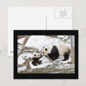 Panda Beren Briefkaart (Voorkant / Achterkant)