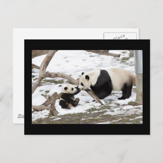 Panda Beren Briefkaart (Voorkant / Achterkant)