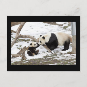 Panda Beren Briefkaart