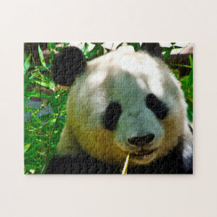 Panda-Beren. Legpuzzel