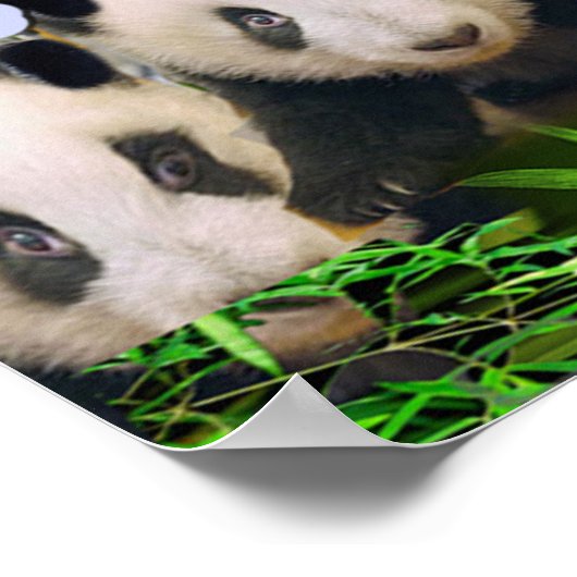 Panda Beren Poster (Hoek)