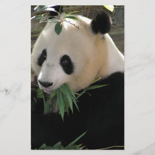 Panda Berenknuffels (Voorkant)