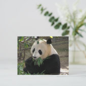 Panda Berenknuffels Briefkaart (Staand voorkant)