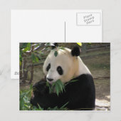 Panda Berenknuffels Briefkaart (Voorkant / Achterkant)
