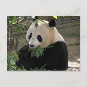 Panda Berenknuffels Briefkaart