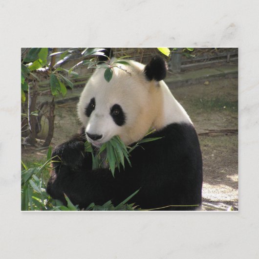 Panda Berenknuffels Briefkaart (Voorkant)