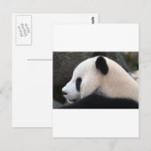 Panda Berenknuffels Briefkaart (Voorkant / Achterkant)