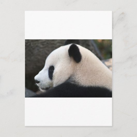 Panda Berenknuffels Briefkaart (Voorkant)