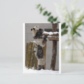 Panda Boost Briefkaart (Staand voorkant)