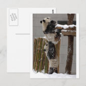 Panda Boost Briefkaart (Voorkant / Achterkant)