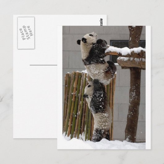 Panda Boost Briefkaart (Voorkant / Achterkant)