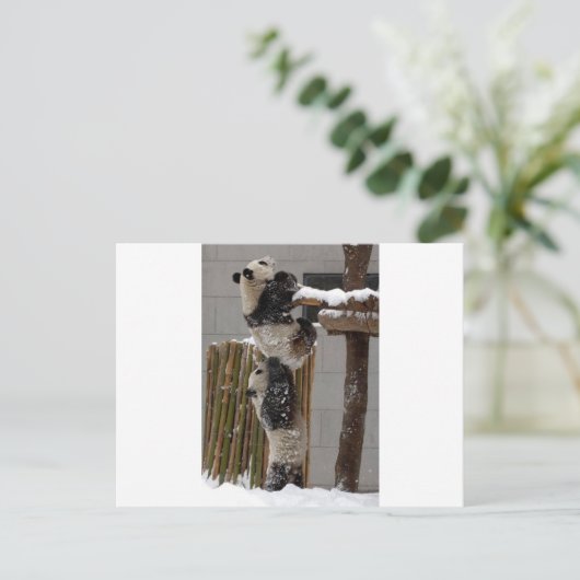 Panda Boost Briefkaart (Staand voorkant)