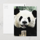 Panda Briefkaart (Voorkant / Achterkant)