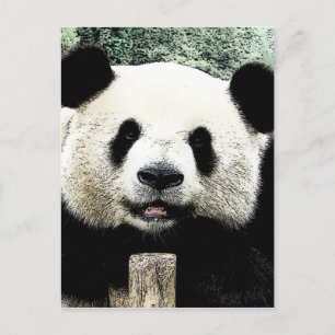 Panda Briefkaart