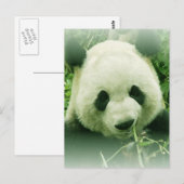 Panda Briefkaart (Voorkant / Achterkant)
