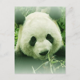 Panda Briefkaart