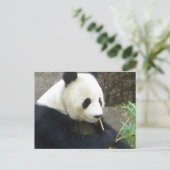 Panda Briefkaart (Staand voorkant)