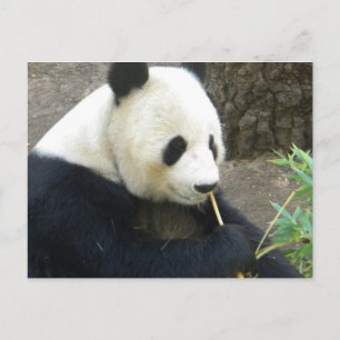 Panda Briefkaart