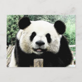 Panda Briefkaart (Voorkant)