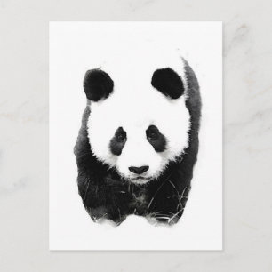 Panda Briefkaart