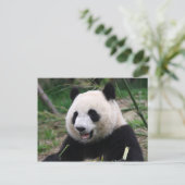 panda briefkaart (Staand voorkant)