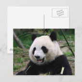 panda briefkaart (Voorkant / Achterkant)