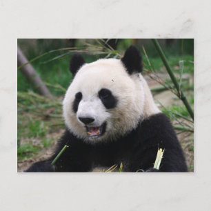 panda briefkaart