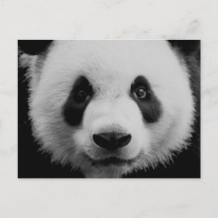 Panda Briefkaart